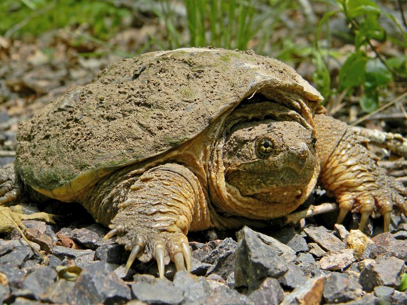 The Evolutionary History Of The Snapping Turtle
