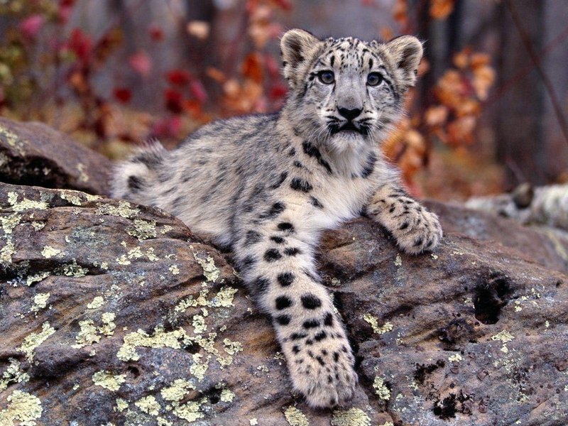 The Evolutionary History Of The Snow Leopard