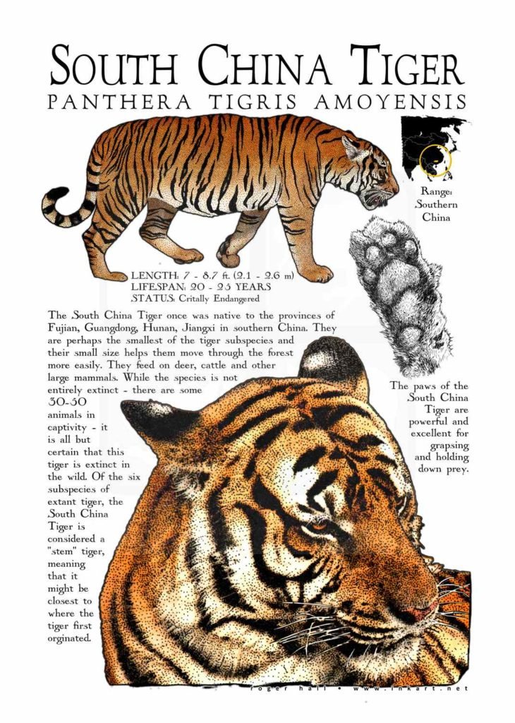 The Evolutionary History Of The South China Tiger