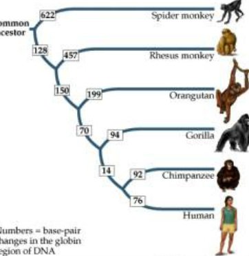 The Evolutionary History Of The Spider Monkey