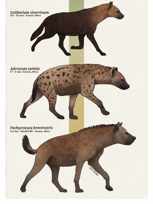 The Evolutionary History Of The Spotted Hyena
