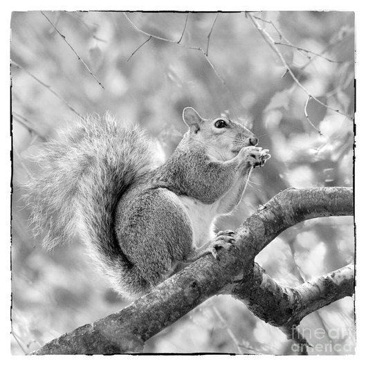 The Evolutionary History Of The Squirrel