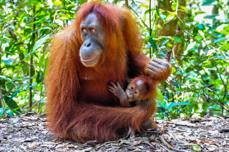 The Evolutionary History Of The Sumatran Orangutan