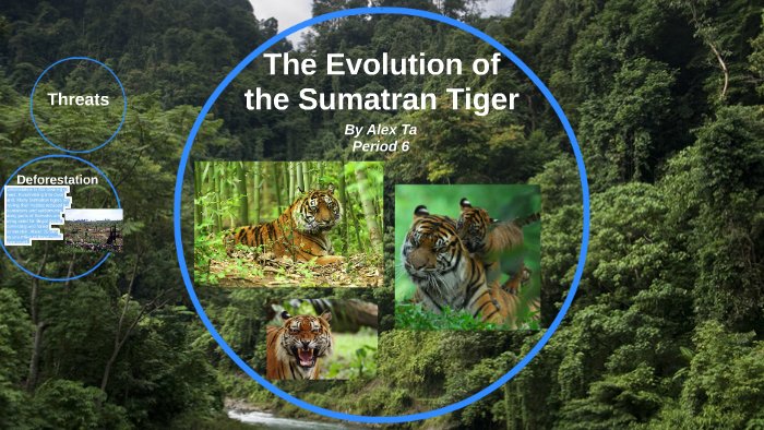 The Evolutionary History Of The Sumatran Tiger
