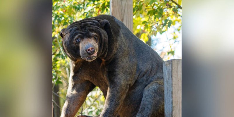 The Evolutionary History Of The Sun Bear