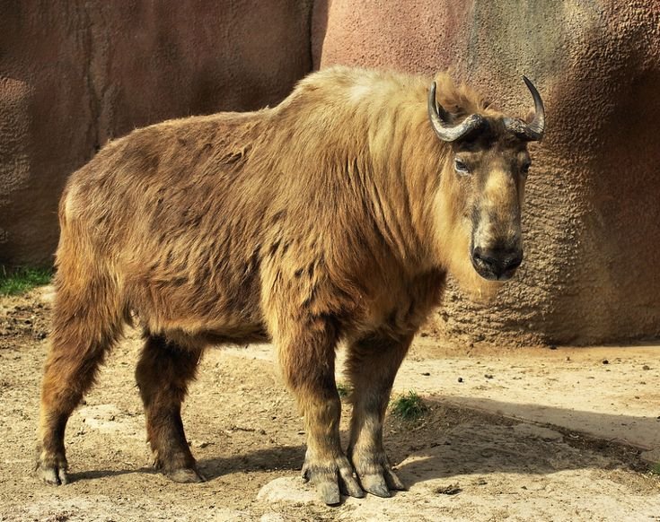 The Evolutionary History Of The Takin