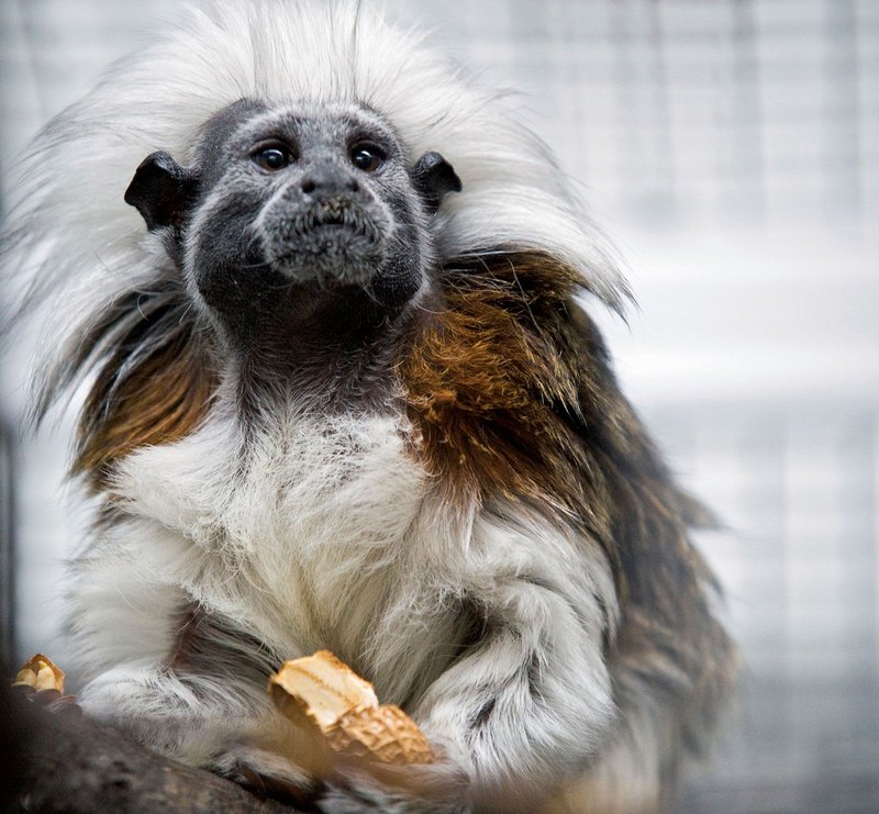 The Evolutionary History Of The Tamarin