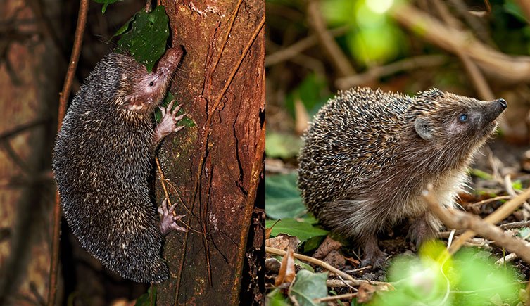 The Evolutionary History Of The Tenrec