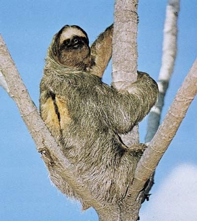 The Evolutionary History Of The Three-Toed Sloth
