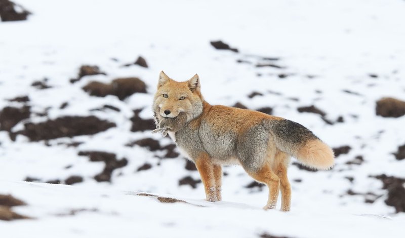 The Evolutionary History Of The Tibetan Fox