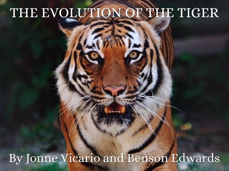 The Evolutionary History Of The Tiger