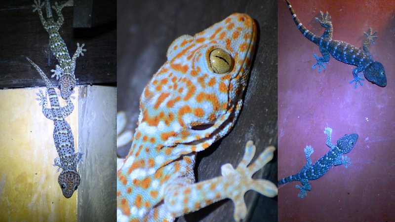 The Evolutionary History Of The Tokay Gecko