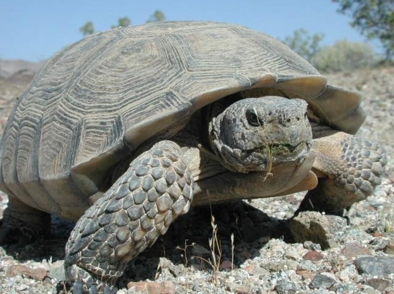 The Evolutionary History Of The Tortoise