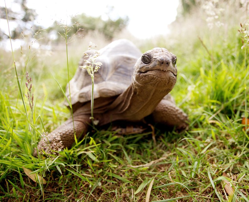 The Evolutionary History Of The Tortoise
