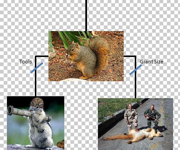 The Evolutionary History Of The Tree Squirrel