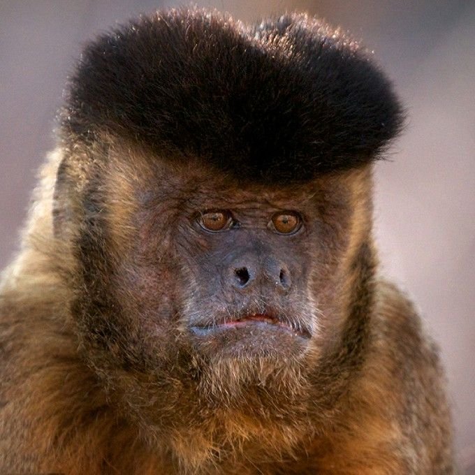The Evolutionary History Of The Tufted Capuchin