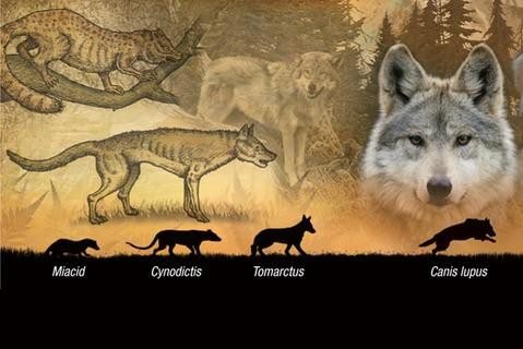 The Evolutionary History Of The Tundra Wolf