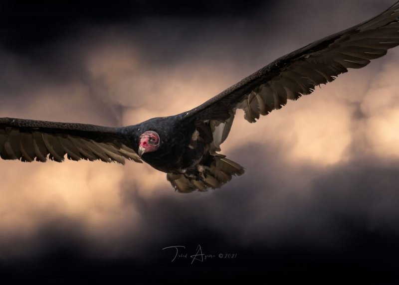 The Evolutionary History Of The Turkey Vulture