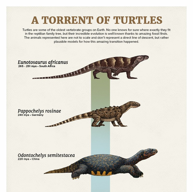 The Evolutionary History Of The Turtle