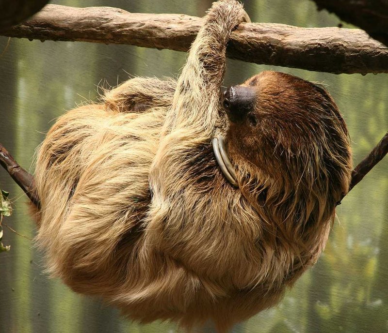 The Evolutionary History Of The Two-Toed Sloth