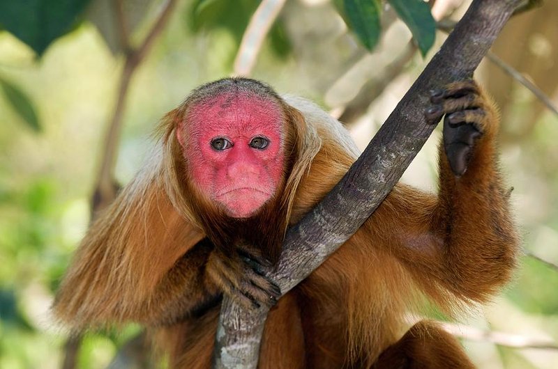 The Evolutionary History Of The Uakari