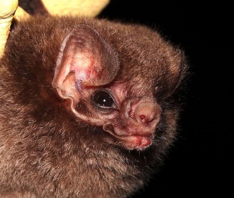The Evolutionary History Of The Vampire Bat