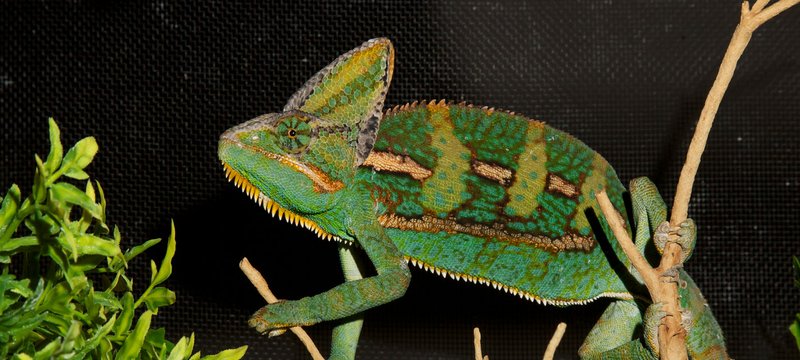 The Evolutionary History Of The Veiled Chameleon