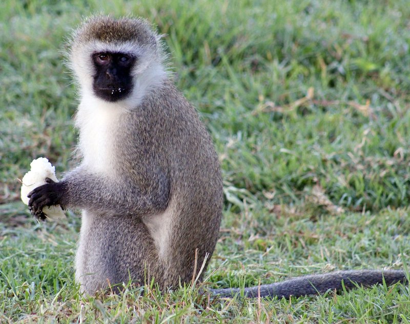 The Evolutionary History Of The Vervet Monkey