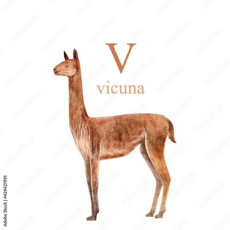 The Evolutionary History Of The Vicuna