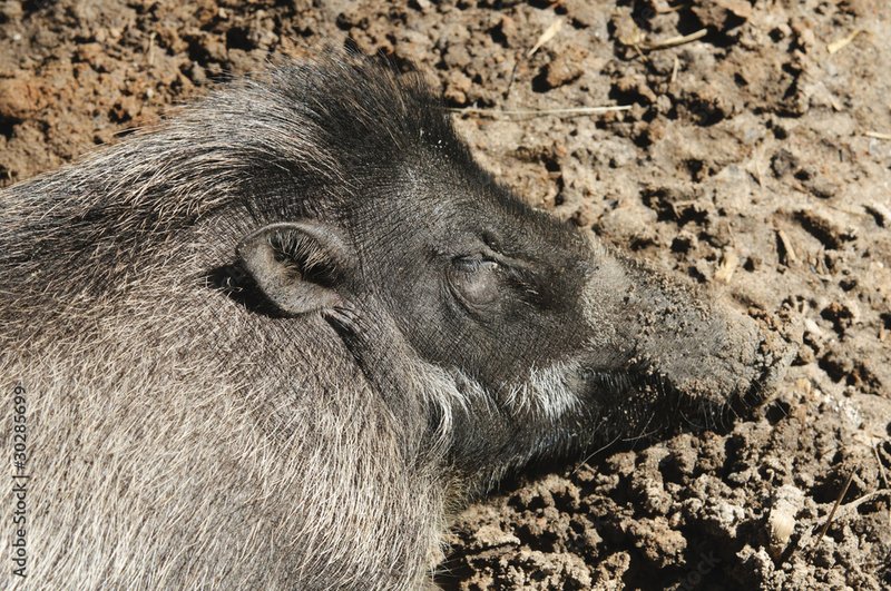 The Evolutionary History Of The Visayan Warty Pig