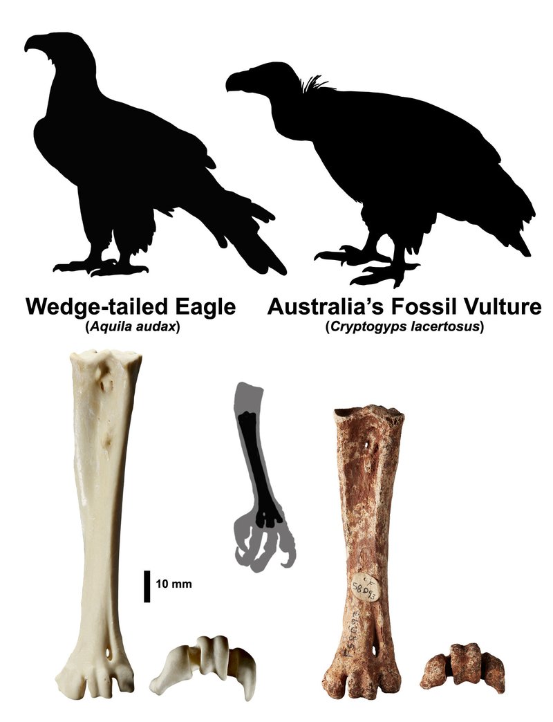 The Evolutionary History Of The Vulture