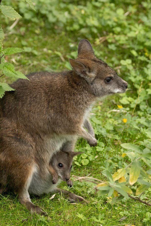 The Evolutionary History Of The Wallaby