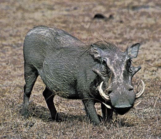 The Evolutionary History Of The Warthog