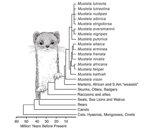 The Evolutionary History Of The Weasel