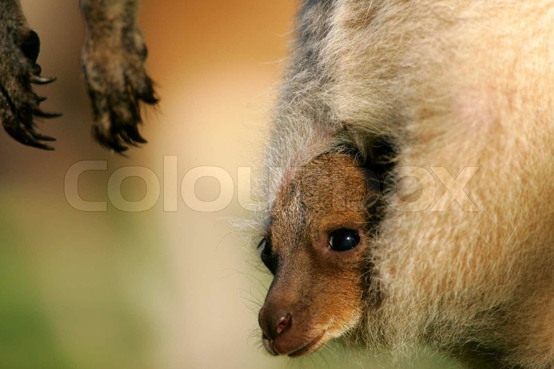 The Evolutionary History Of The Western Grey Kangaroo