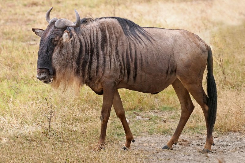 The Evolutionary History Of The Wildebeest