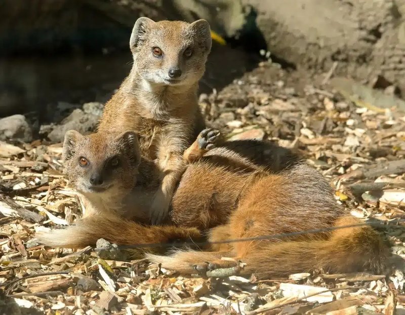 The Evolutionary History Of The Yellow Mongoose