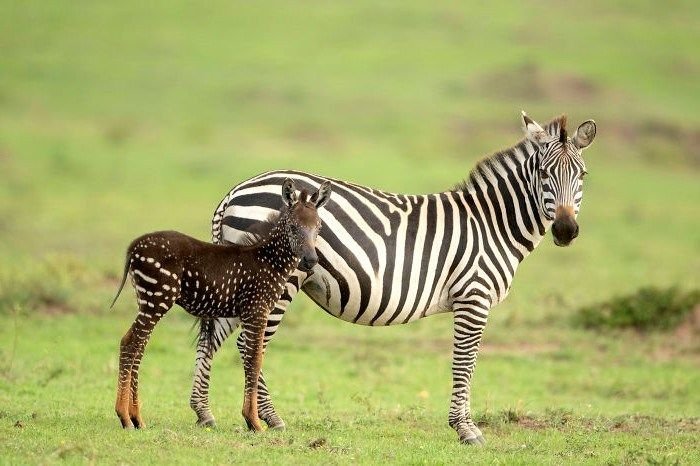 The Evolutionary History Of The Zebra