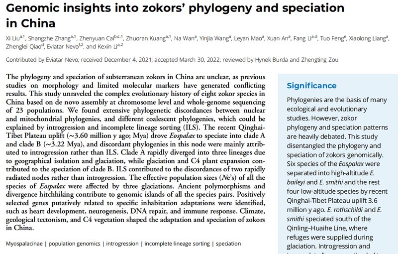 The Evolutionary History Of The Zokor