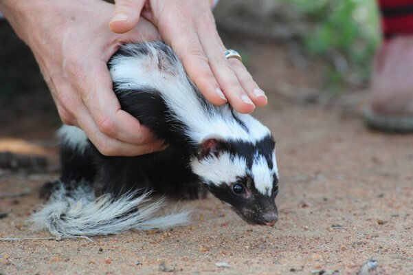 The Evolutionary History Of The Zorilla