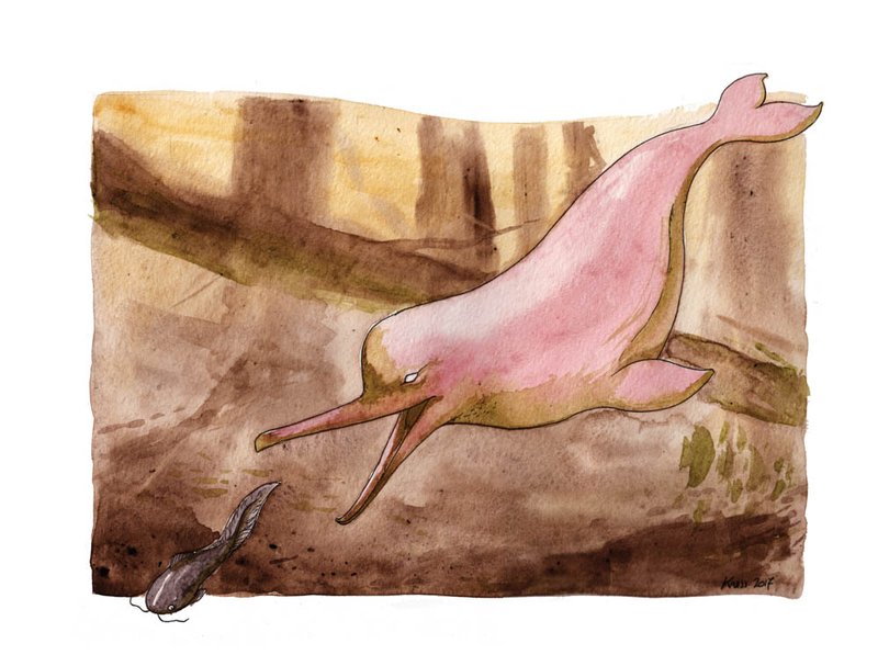 The Evolutionary Journey Of The Amazon River Dolphin
