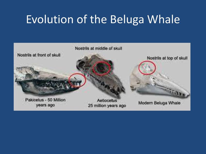 The Evolutionary Journey Of The Beluga Whale