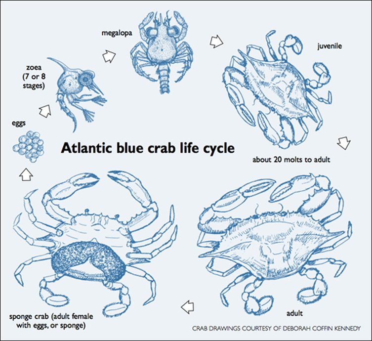 The Evolutionary Journey Of The Blue Crab
