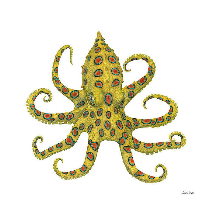The Evolutionary Journey Of The Blue-Ringed Octopus