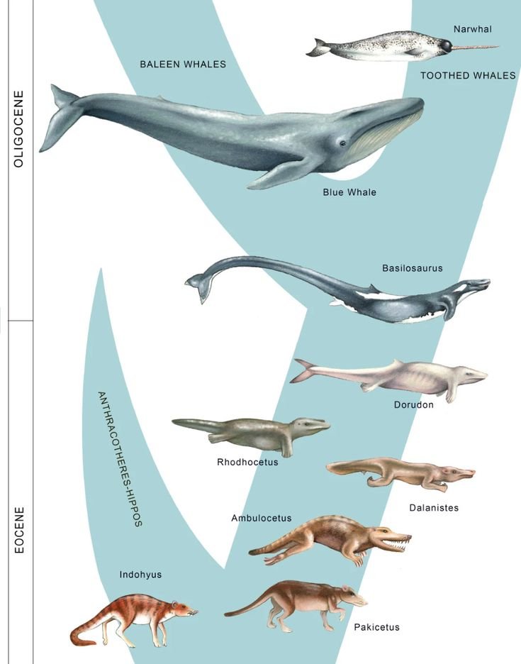 The Evolutionary Journey Of The Blue Whale