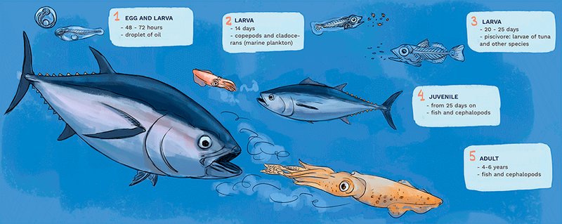 The Evolutionary Journey Of The Bluefin Tuna