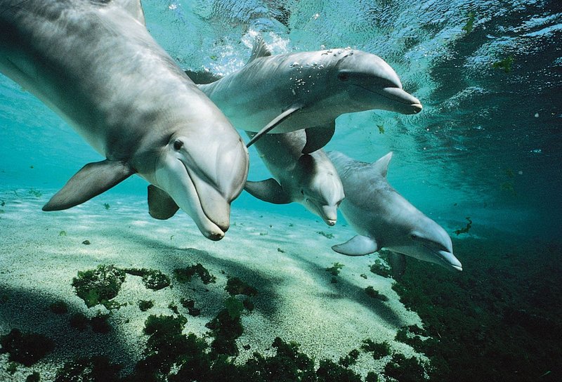 The Evolutionary Journey Of The Bottlenose Dolphin