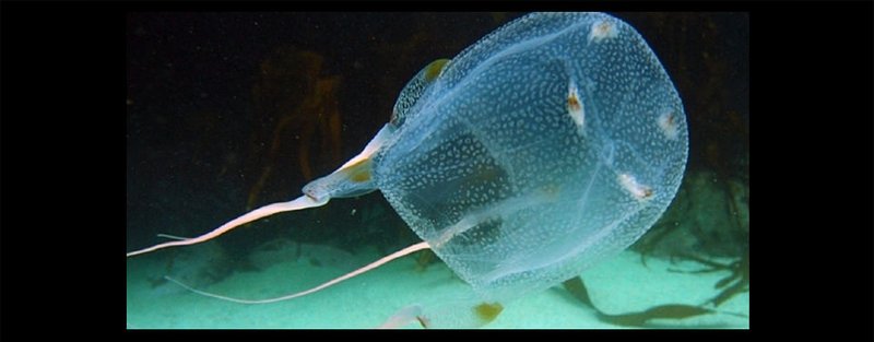 The Evolutionary Journey Of The Box Jellyfish