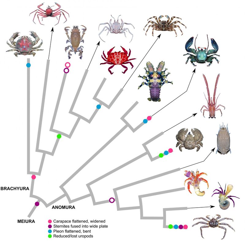 The Evolutionary Journey Of The Crab