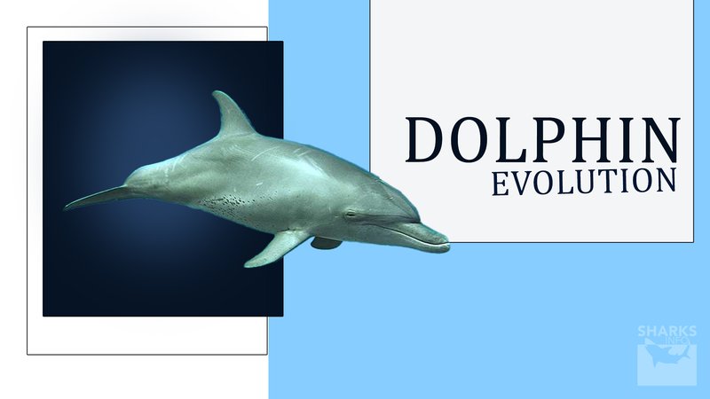 The Evolutionary Journey Of The Dolphin
